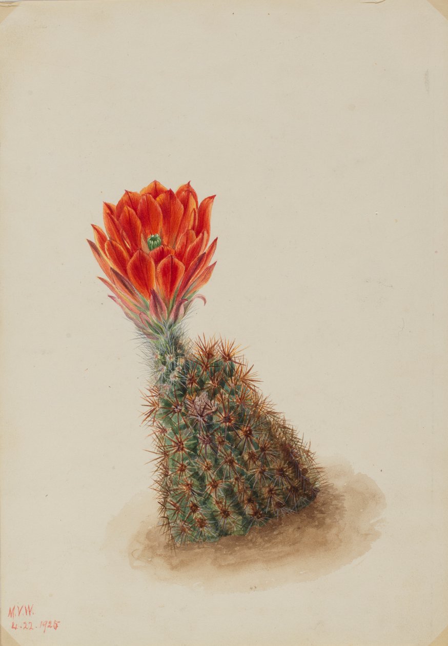 Cactus fragola di Lloyd (Echinocereus lloydii) da Mary Vaux Walcott