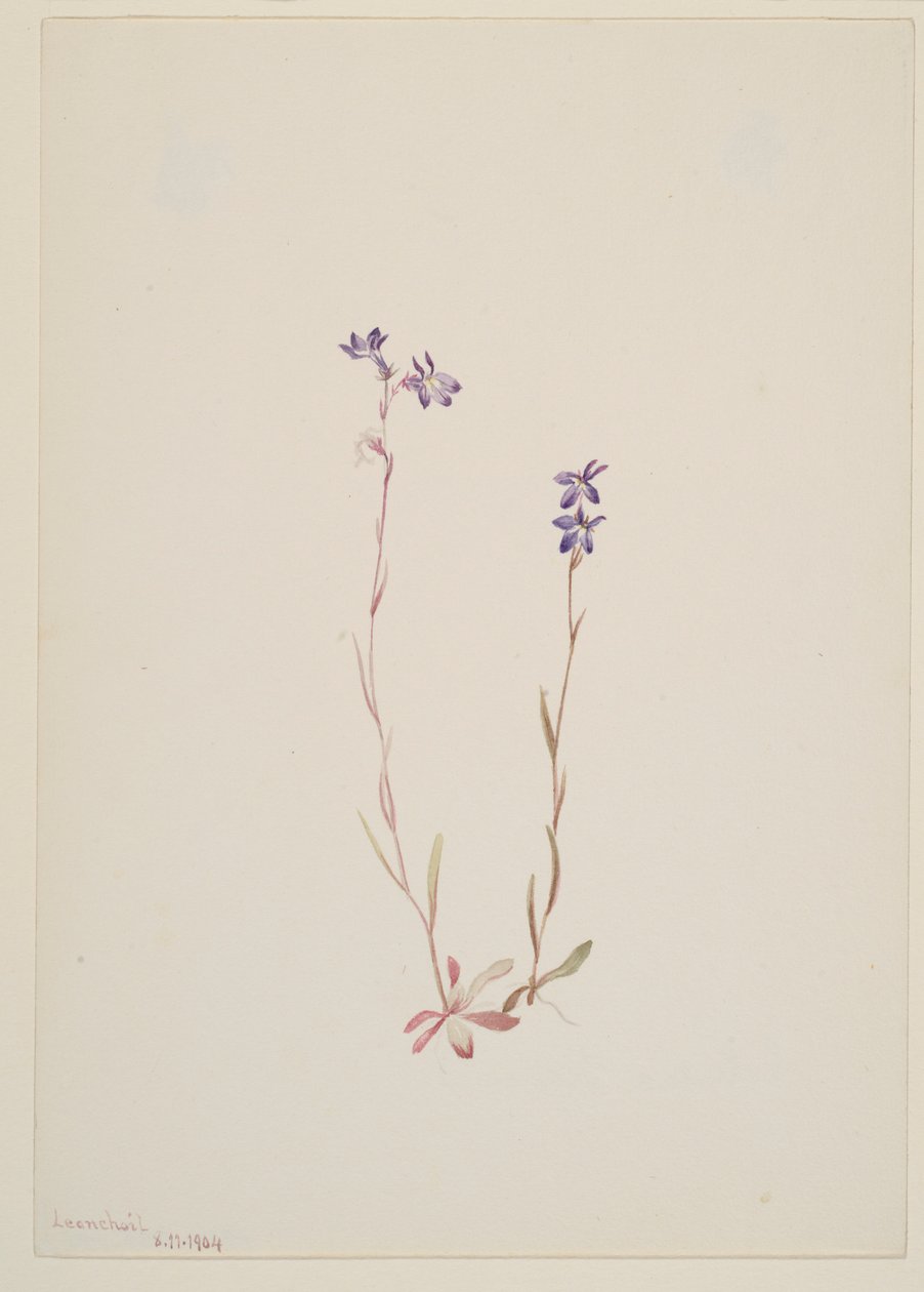 Lobelia Kalmii da Mary Vaux Walcott