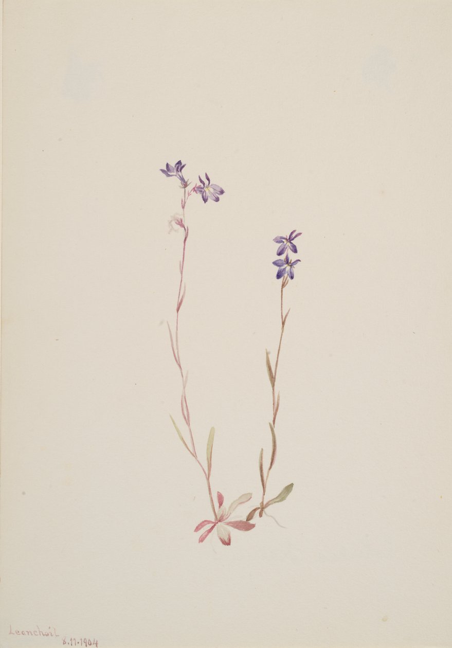 Lobelia Kalmii da Mary Vaux Walcott