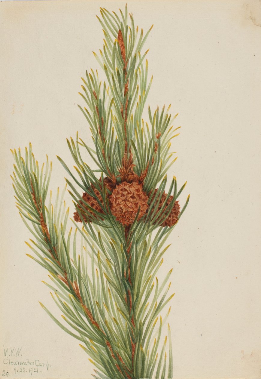 Pino lodgepole (Pinus Contorta murrayana) da Mary Vaux Walcott