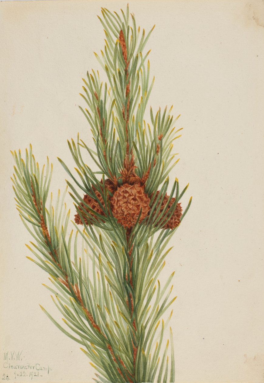 Pino Lodgepole Pinus Contorta murrayana da Mary Vaux Walcott