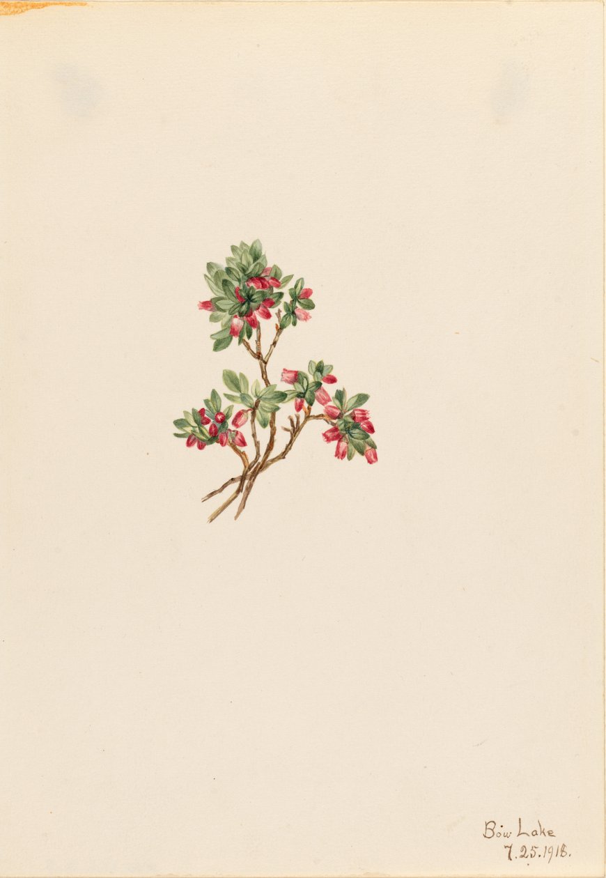 Mirtillo nero (Vaccinium caespitosum) da Mary Vaux Walcott