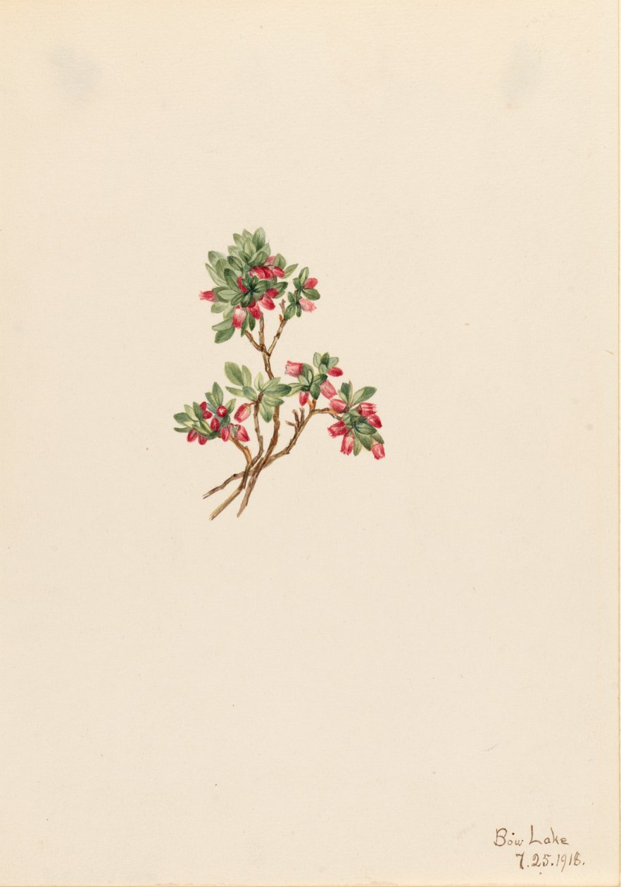 Mirtillo Vaccinium caespitosum, 1918 da Mary Vaux Walcott