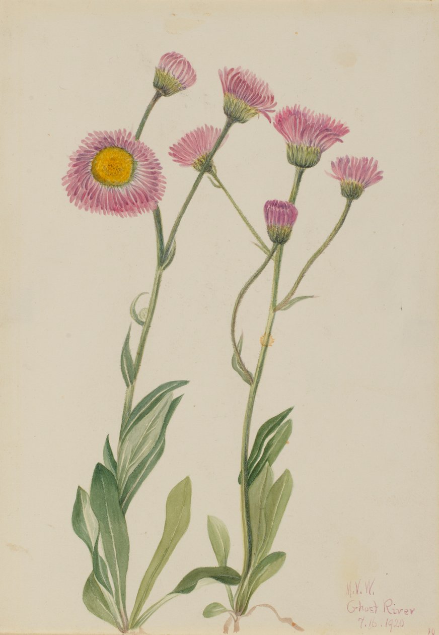 Flebo dei prati (Erigeron speciosus) da Mary Vaux Walcott