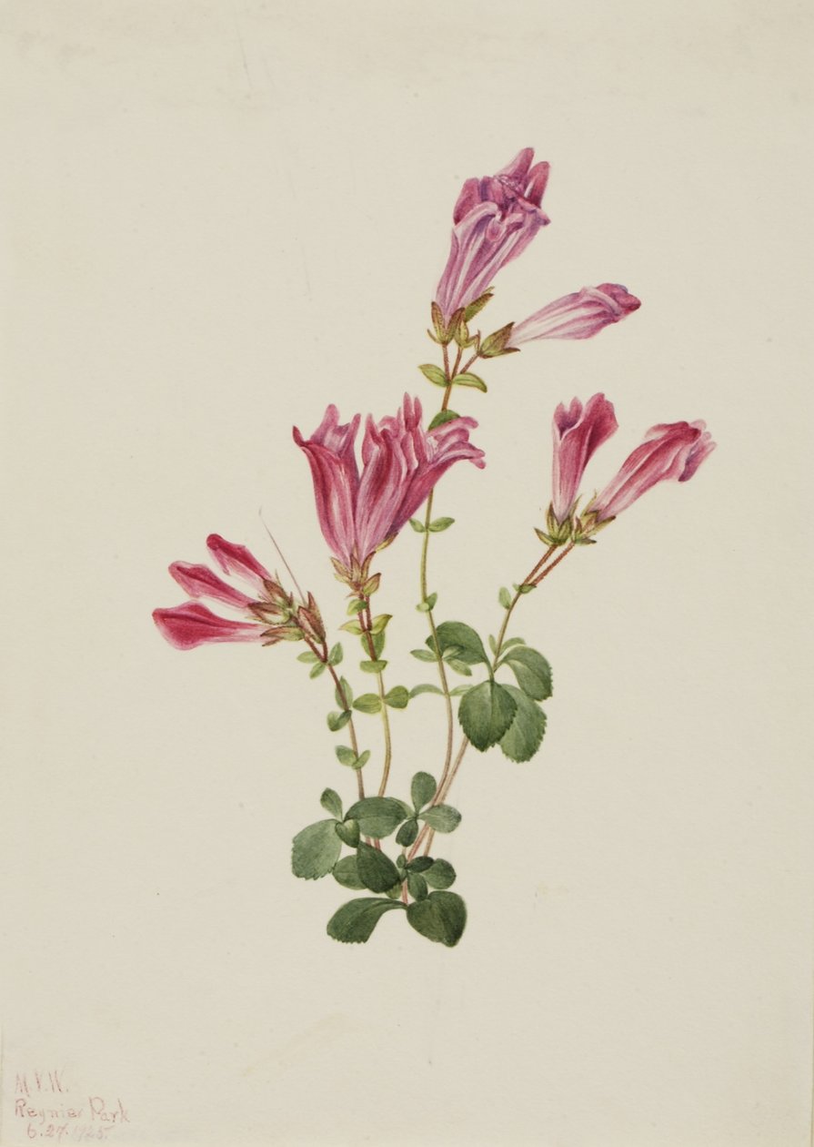 Pentstemon di Menzi (Pentstemon menziesii) da Mary Vaux Walcott