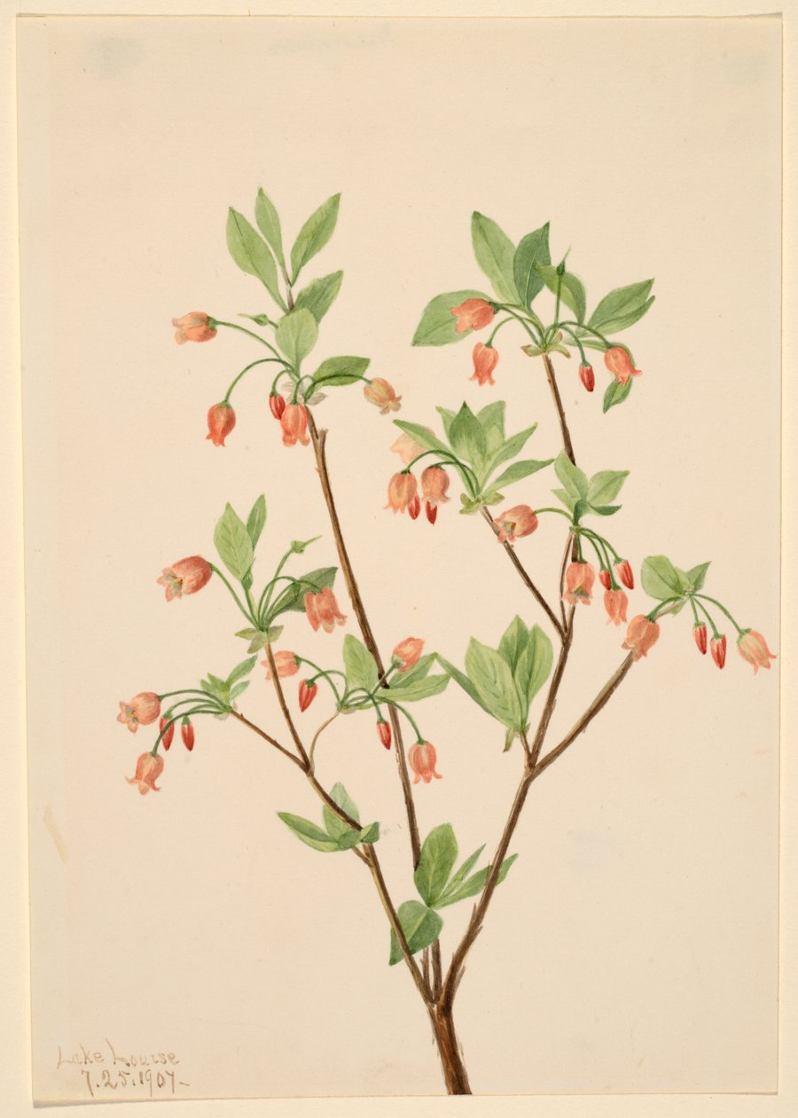 Menziesea (Menziesea glabella) da Mary Vaux Walcott