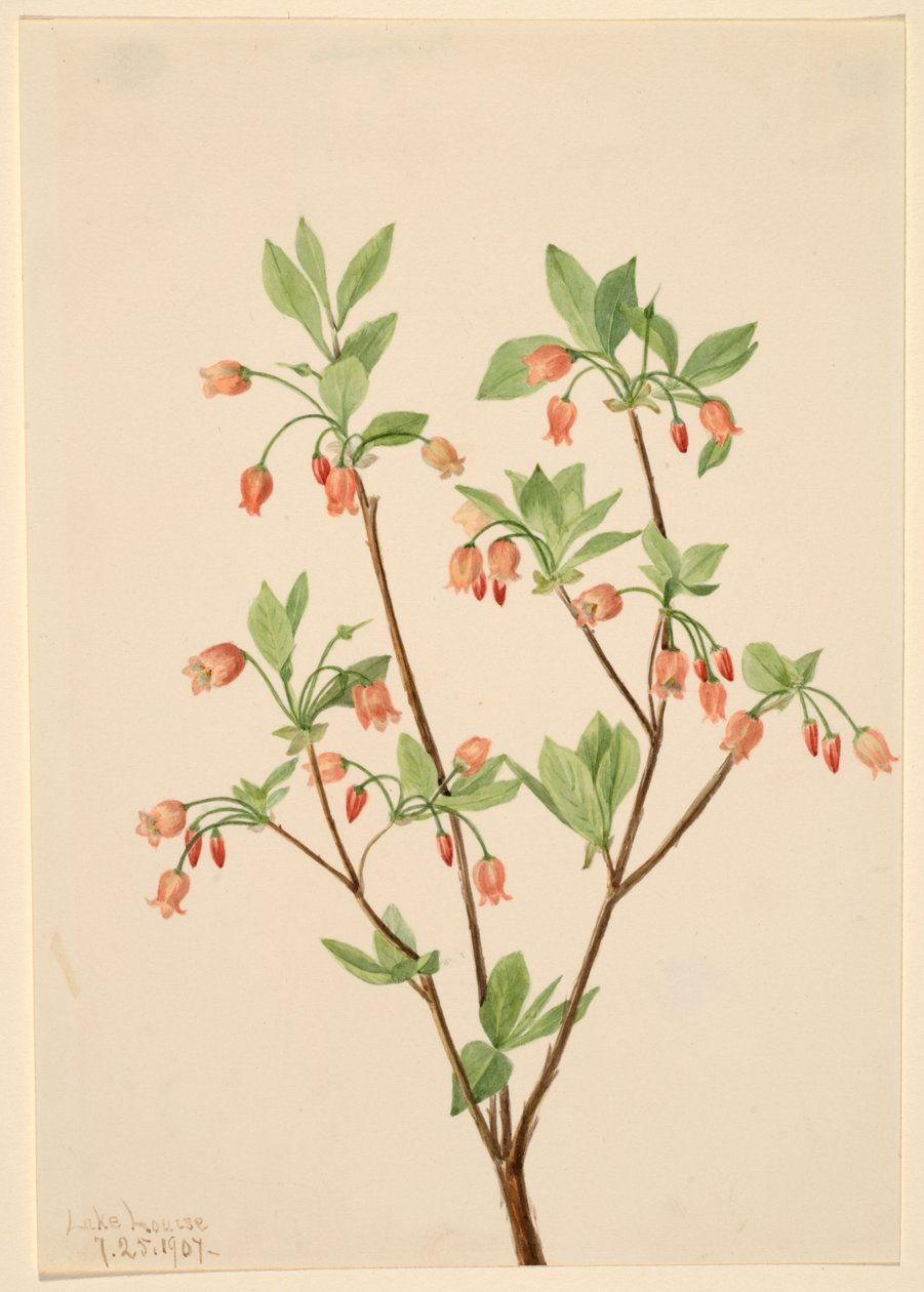 Menziesea Menziesea glabella da Mary Vaux Walcott