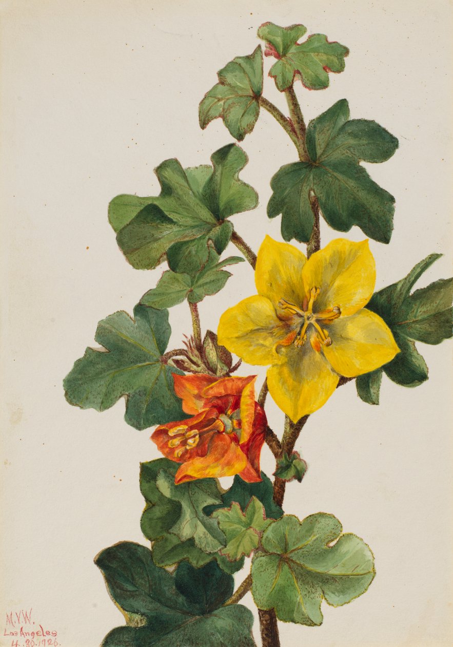 Fremontia messicana Fremontodendron mexicanum da Mary Vaux Walcott