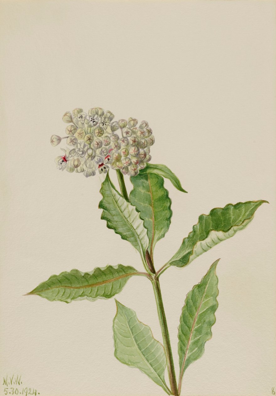Asclepiade da Mary Vaux Walcott