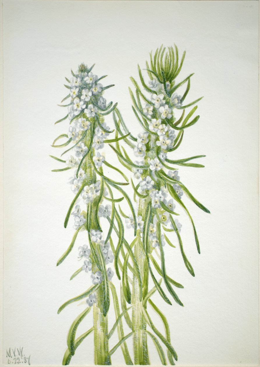Candela del minatore Oreocarya virgata da Mary Vaux Walcott