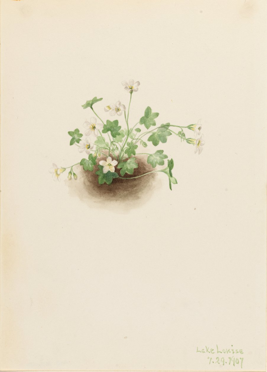 Mistmaiden (Romanzoffia sitchensis) da Mary Vaux Walcott
