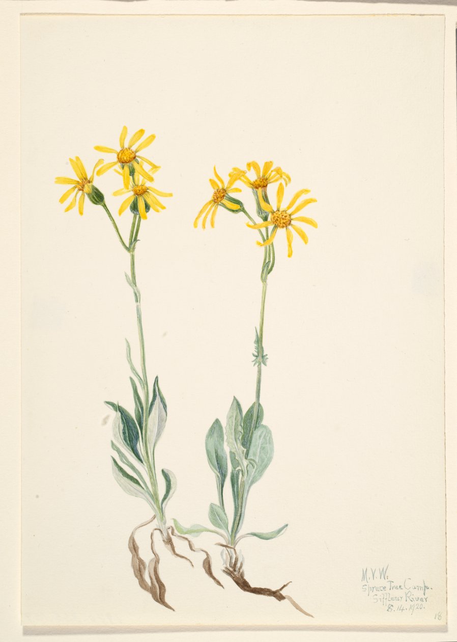 Montana Parnassia Parnassia montanesis, 1920 da Mary Vaux Walcott