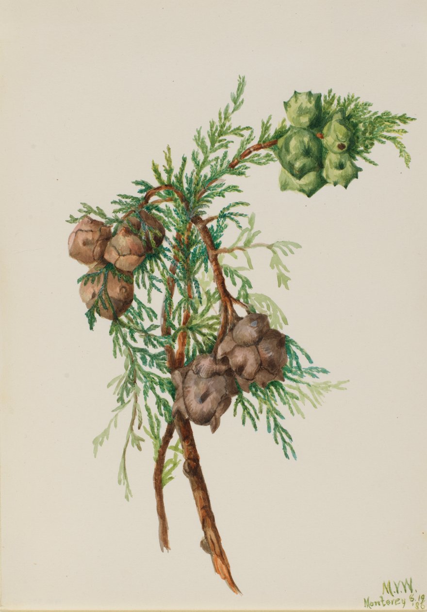 Cupressus macrocarpa da Mary Vaux Walcott