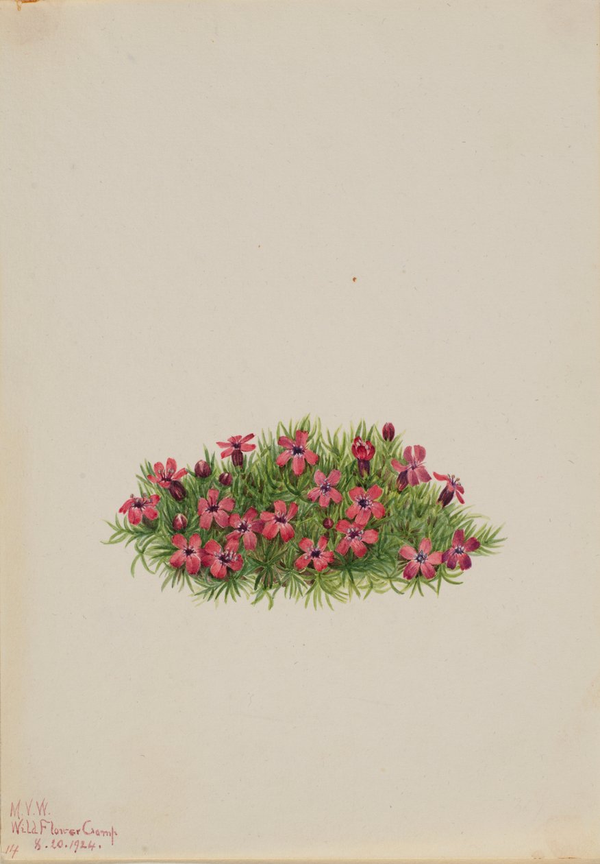 Campione del muschio (Silene acaulis) da Mary Vaux Walcott