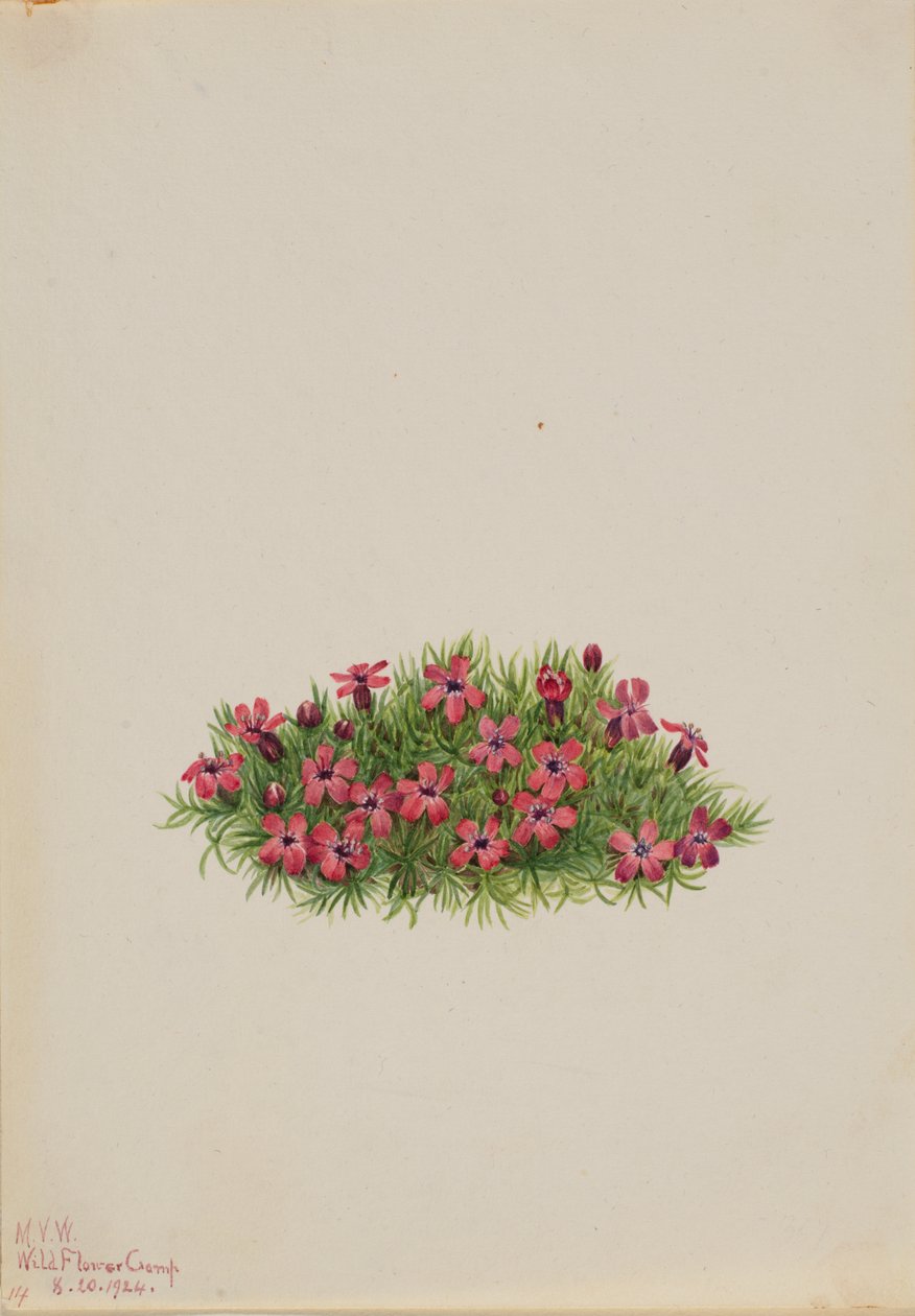 Silene acaulis da Mary Vaux Walcott