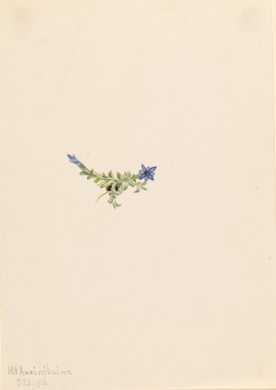 Genziana muschiata Gentiana prostrata da Mary Vaux Walcott