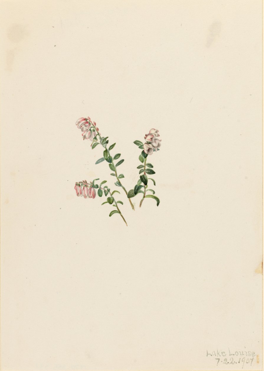 Mirtillo rosso di montagna (Vaccinium vitisidaea minus) da Mary Vaux Walcott
