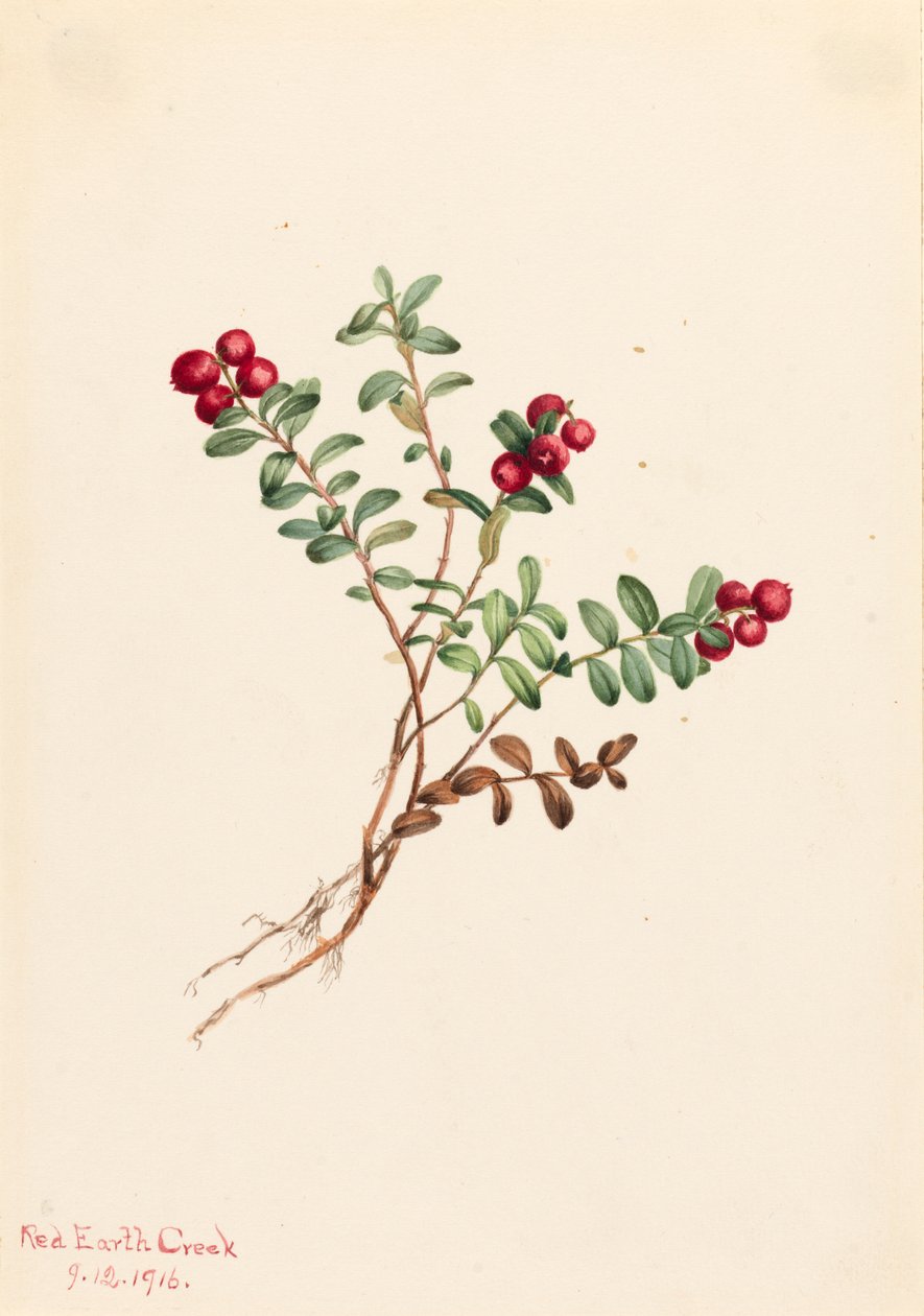 Mirtillo Rosso di Montagna da Mary Vaux Walcott