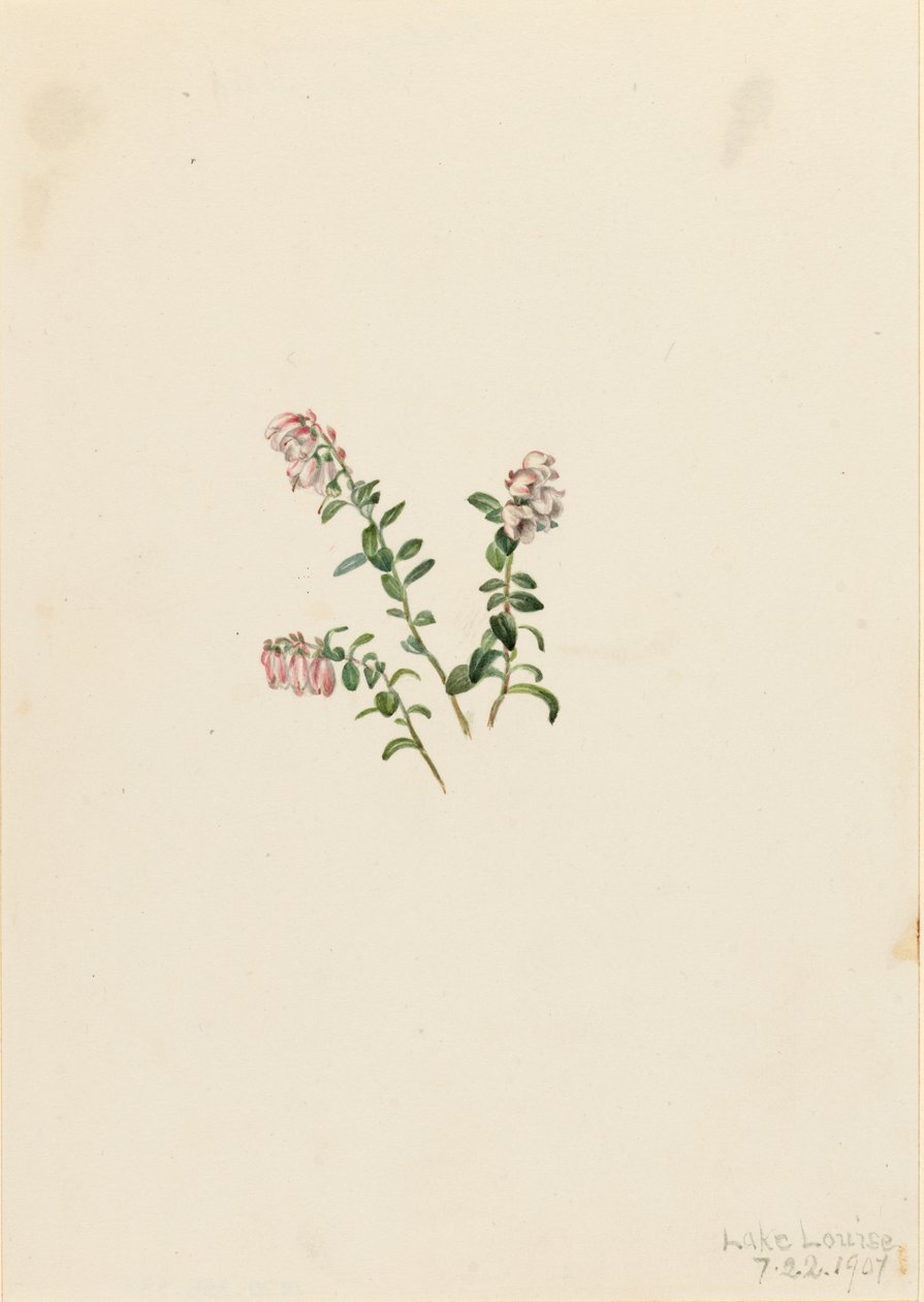 Mirtillo rosso Vaccinium vitis-idaea minus da Mary Vaux Walcott