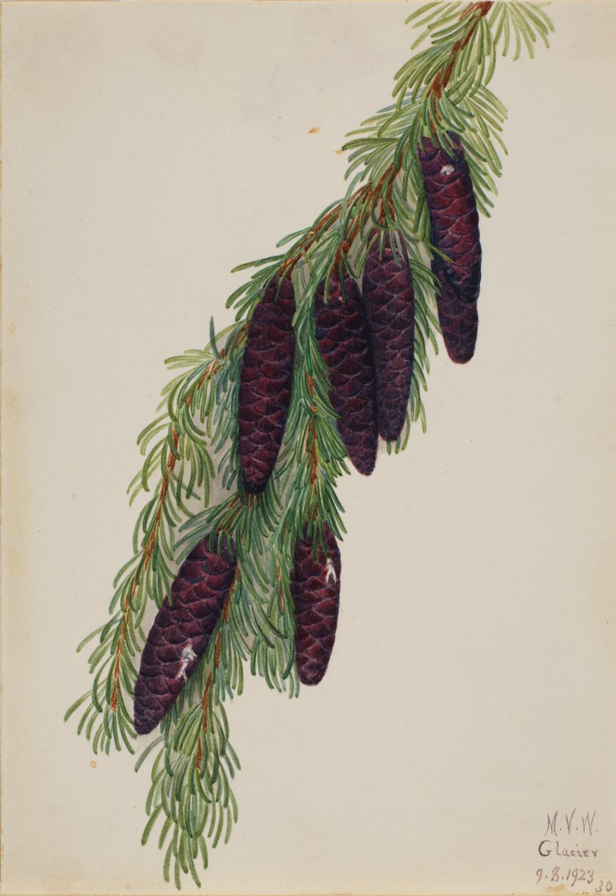 Tsuga mertensiana da Mary Vaux Walcott