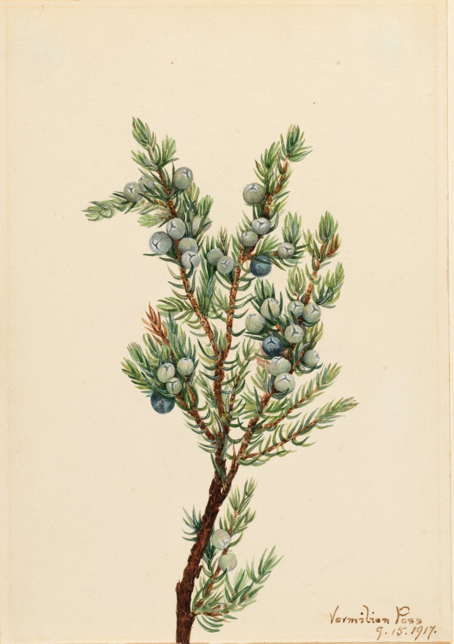 Ginepro di montagna (Juniperus sibirica) da Mary Vaux Walcott