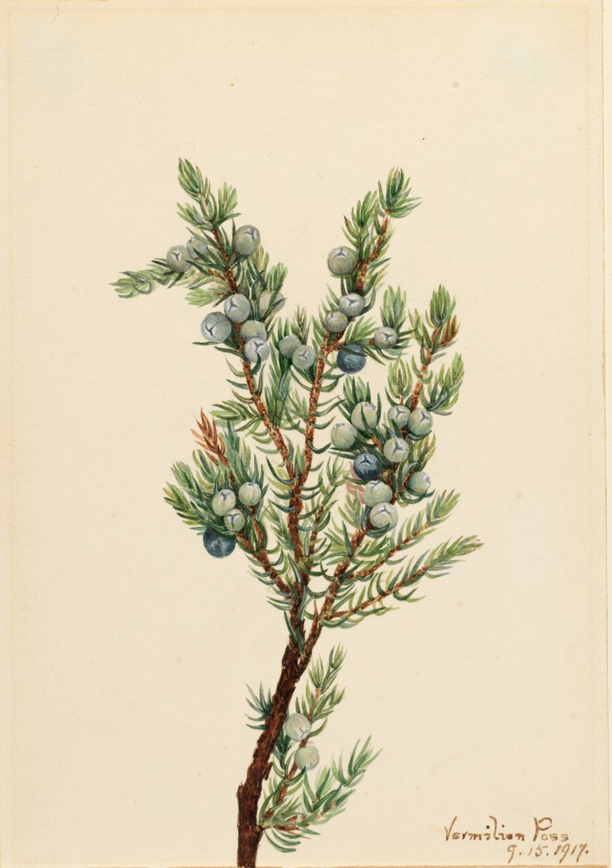Ginepro montano Juniperus sibirica da Mary Vaux Walcott
