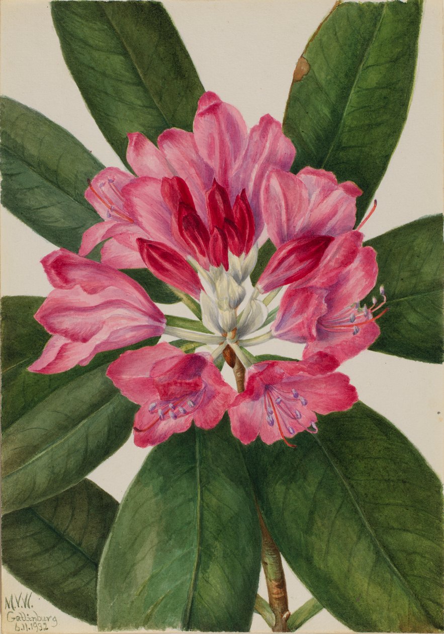 Rosa di montagna (Rhododendron catawbiense) da Mary Vaux Walcott