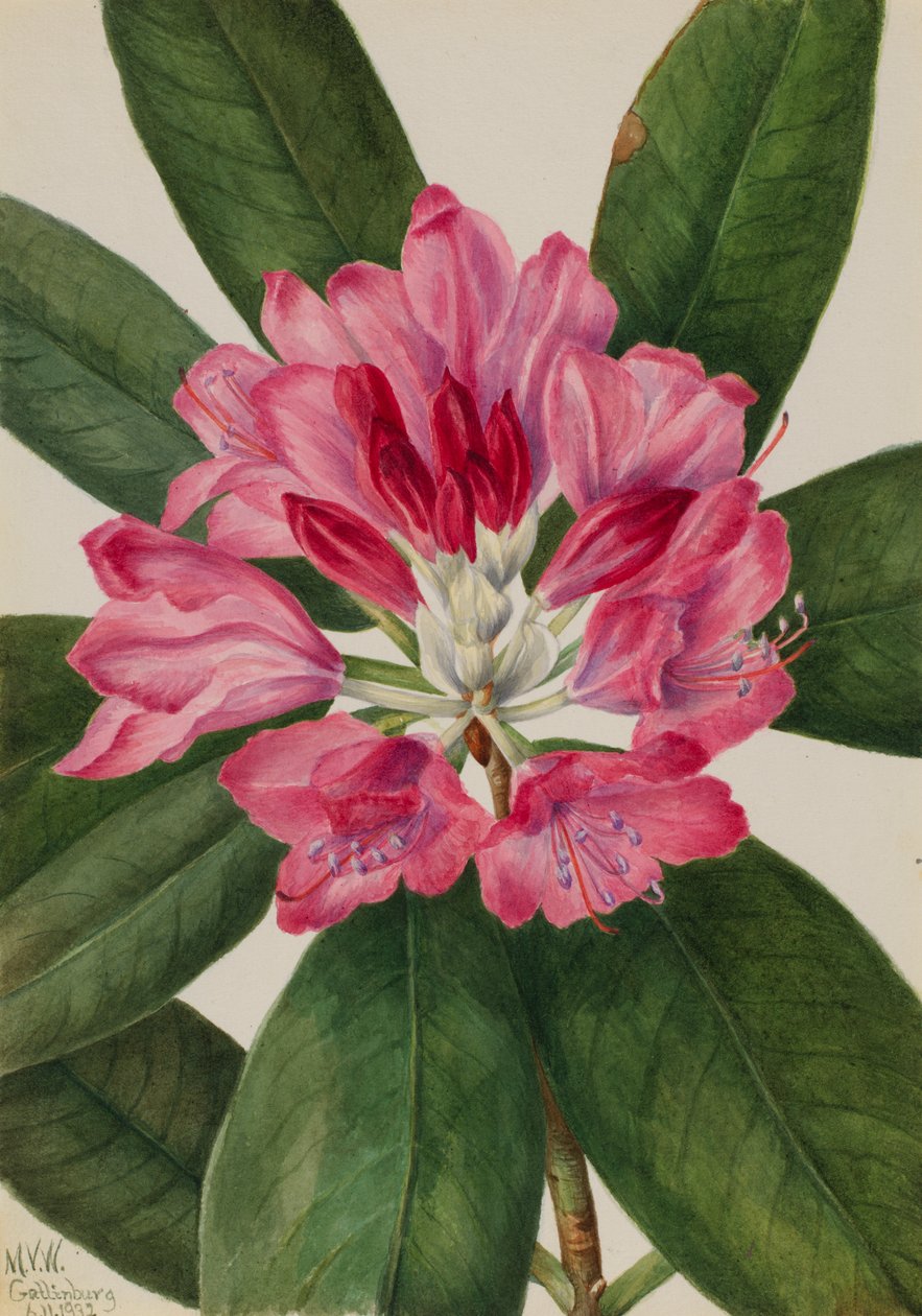 Rosa di Montagna, Rhododendron catawbiense, 1932 da Mary Vaux Walcott