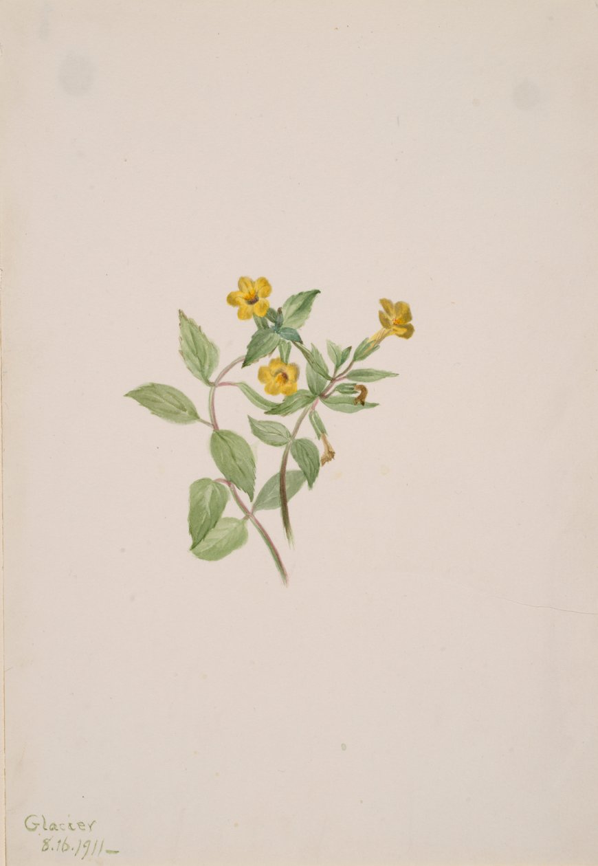 Fior di muschio Mimulus moschatus da Mary Vaux Walcott