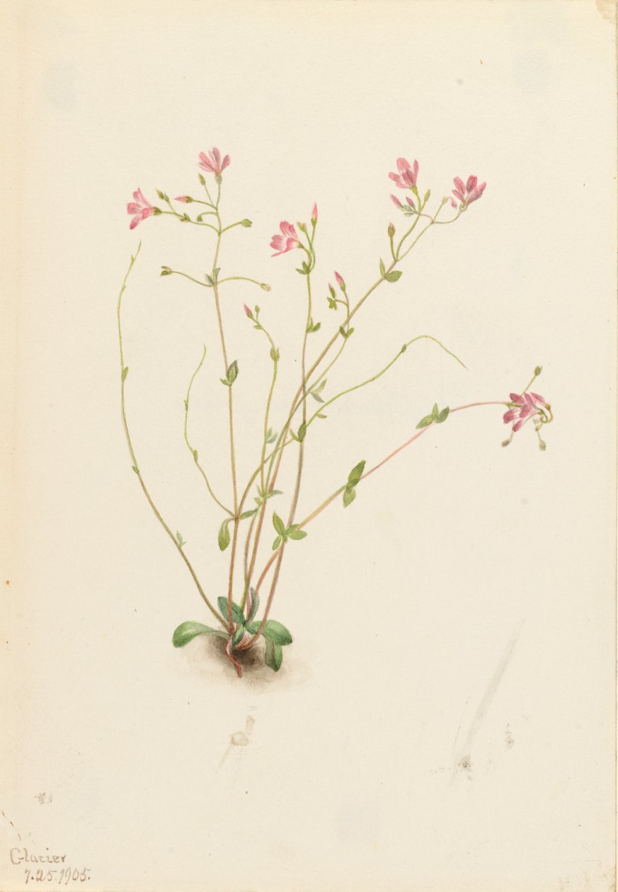 Bellezza di primavera Naiad Claytonia parvifolia, 1905 da Mary Vaux Walcott