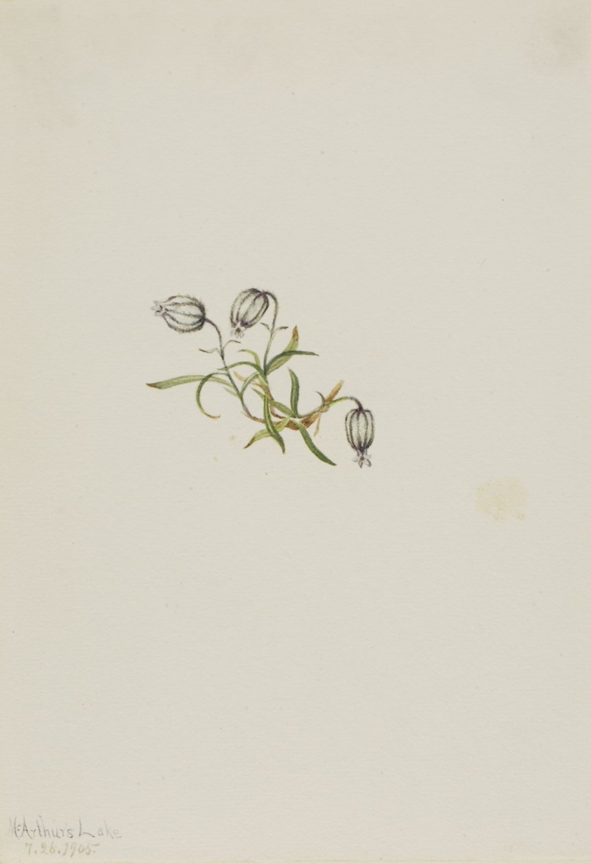 Campione annuente (Lychnis apetala) da Mary Vaux Walcott