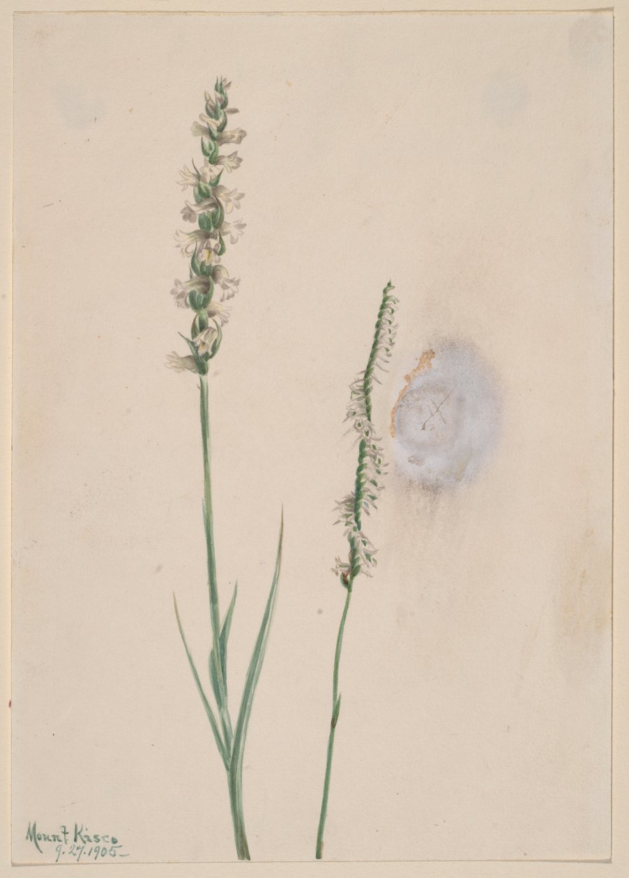 Tasselli da donna che annuiscono (Ibidium cernum) da Mary Vaux Walcott