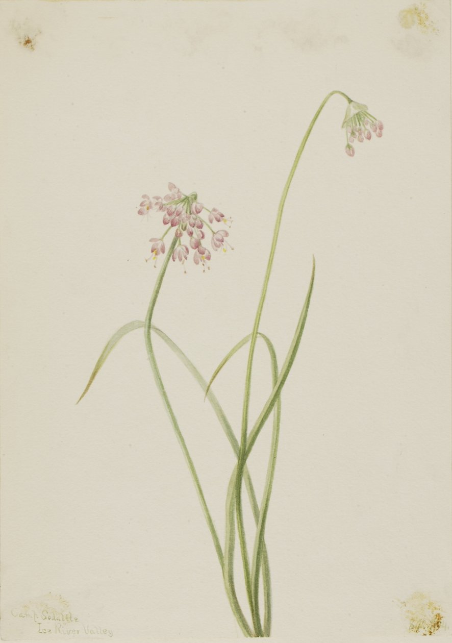 Cipolla nodosa (Allium cernuum) da Mary Vaux Walcott