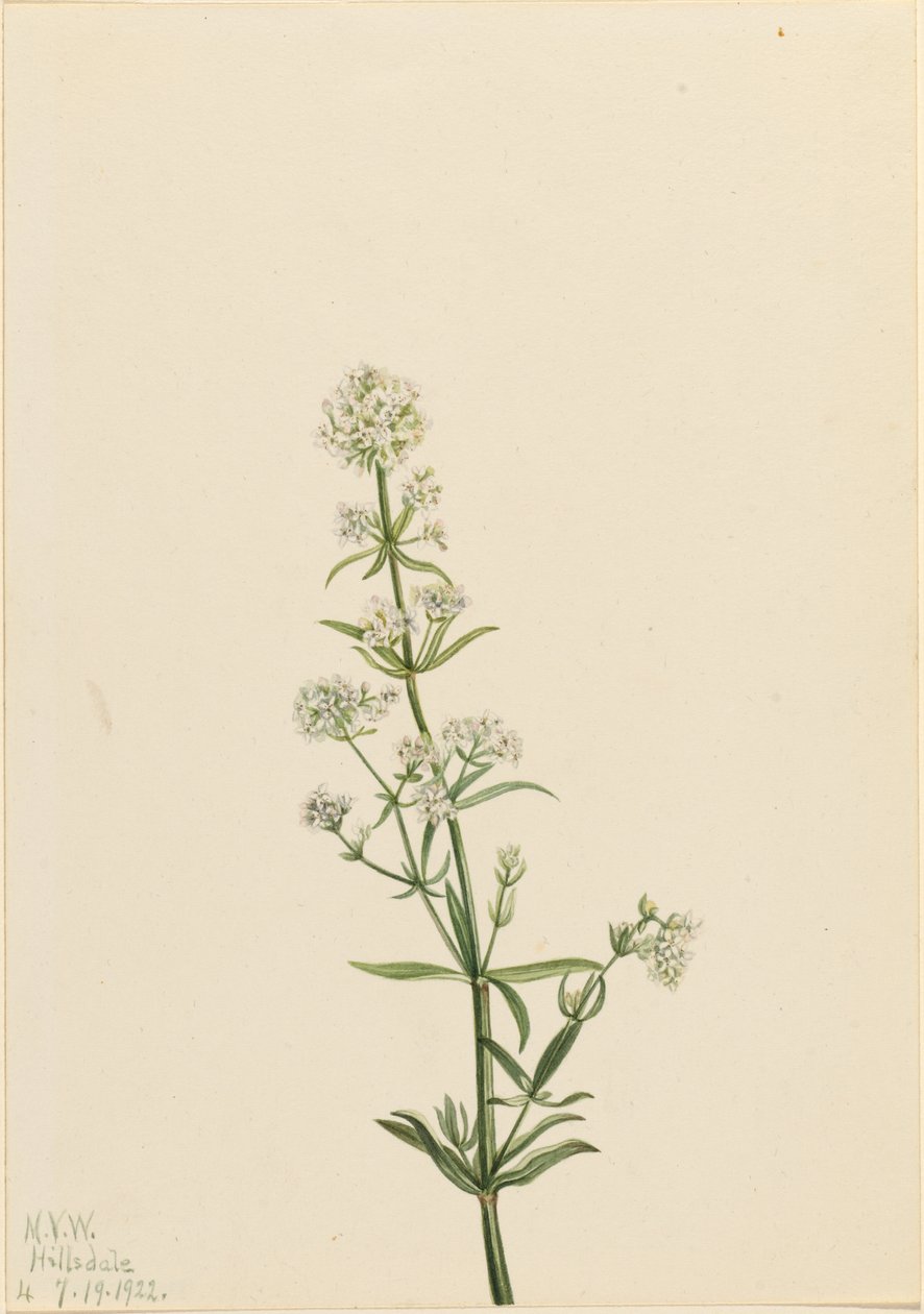 Pungitopo settentrionale (Galium boreale) da Mary Vaux Walcott