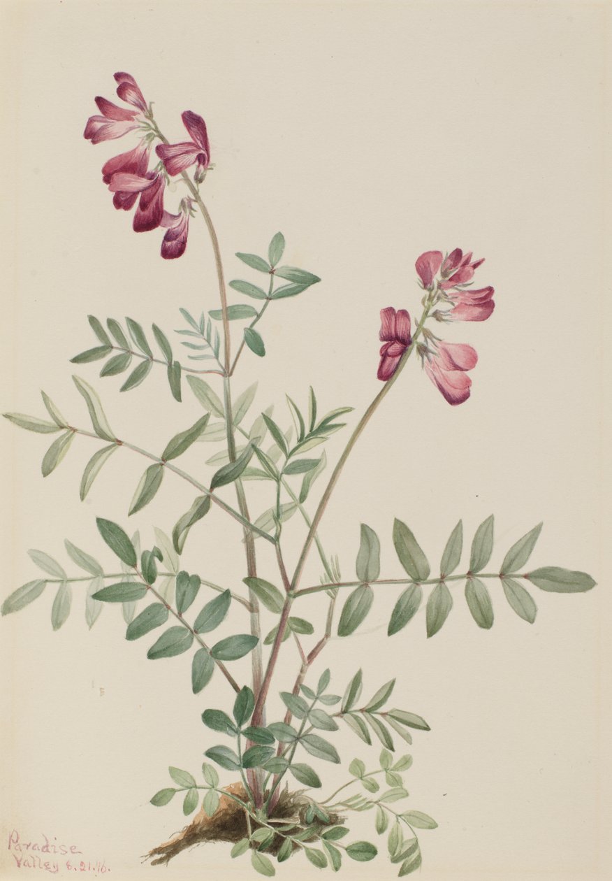 Hedysarum boreale da Mary Vaux Walcott