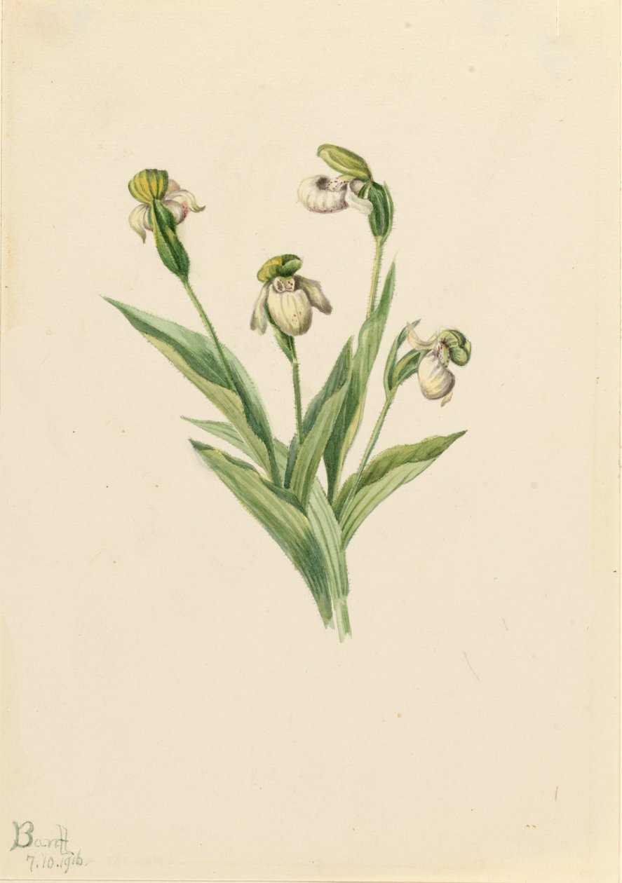 Scarpetta della signora del nord Cypripedium passerinum, 1916 da Mary Vaux Walcott