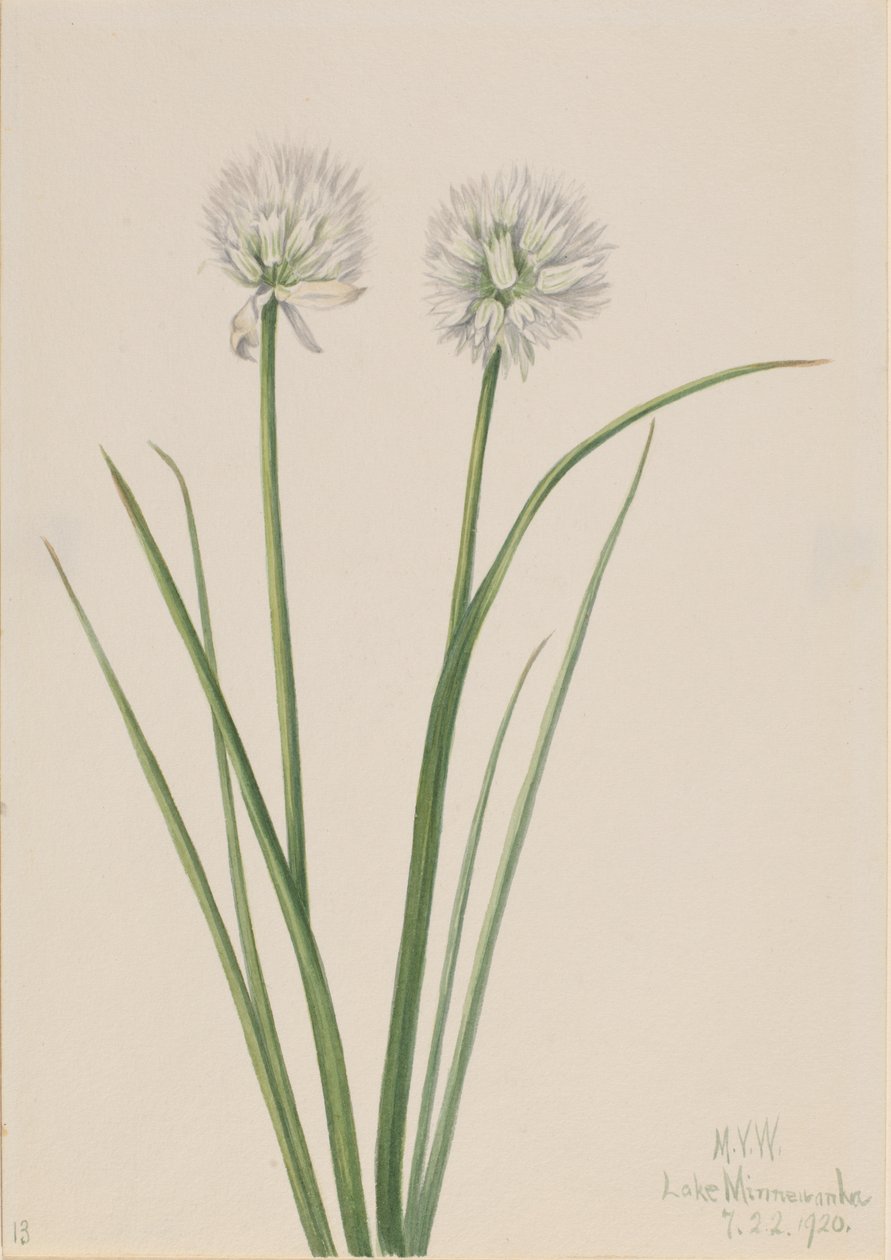 Cipolla del Nord Allium sibiricum, 1920 da Mary Vaux Walcott