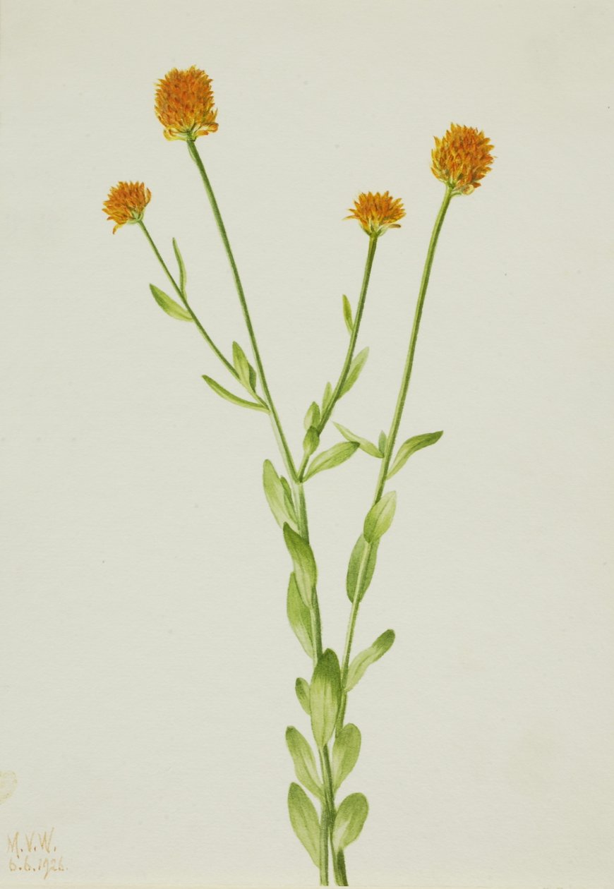 Poligala arancione (Polygala lutea) da Mary Vaux Walcott