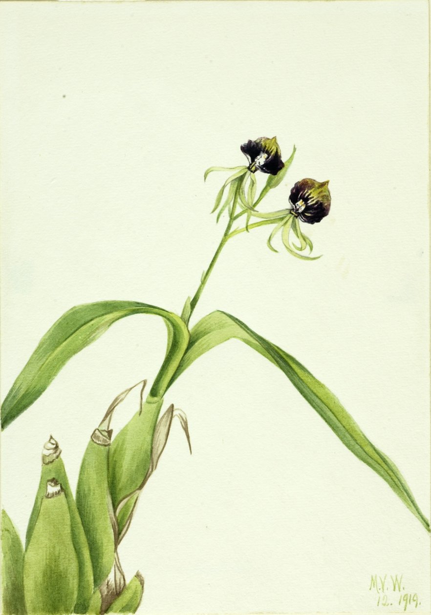 Orchidea (Epidendrum cochleatum) da Mary Vaux Walcott