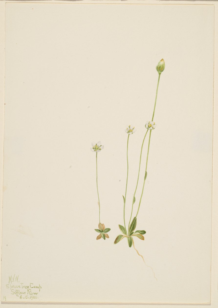 Oxytropis aepicola da Mary Vaux Walcott
