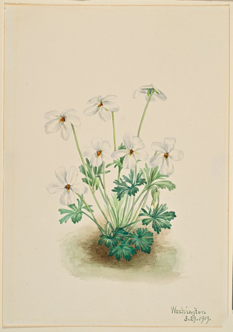 Viola mammola (Viola pedata) da Mary Vaux Walcott