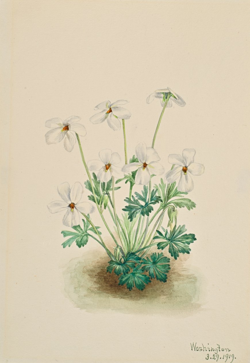Viola pedata, 1919 da Mary Vaux Walcott