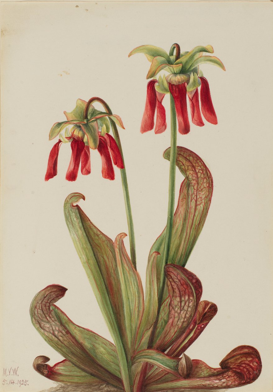 Pianta pappagallo (Sarracenia psittacina) da Mary Vaux Walcott
