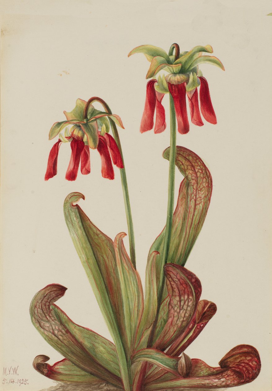 Sarracenia psittacina da Mary Vaux Walcott