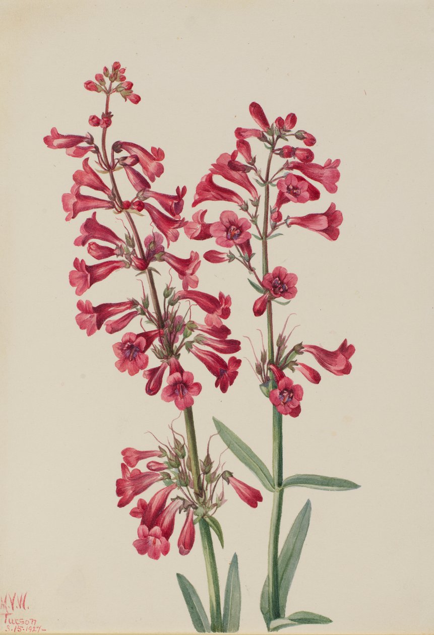 Penstemon di Parry (Penstemon parryi) da Mary Vaux Walcott