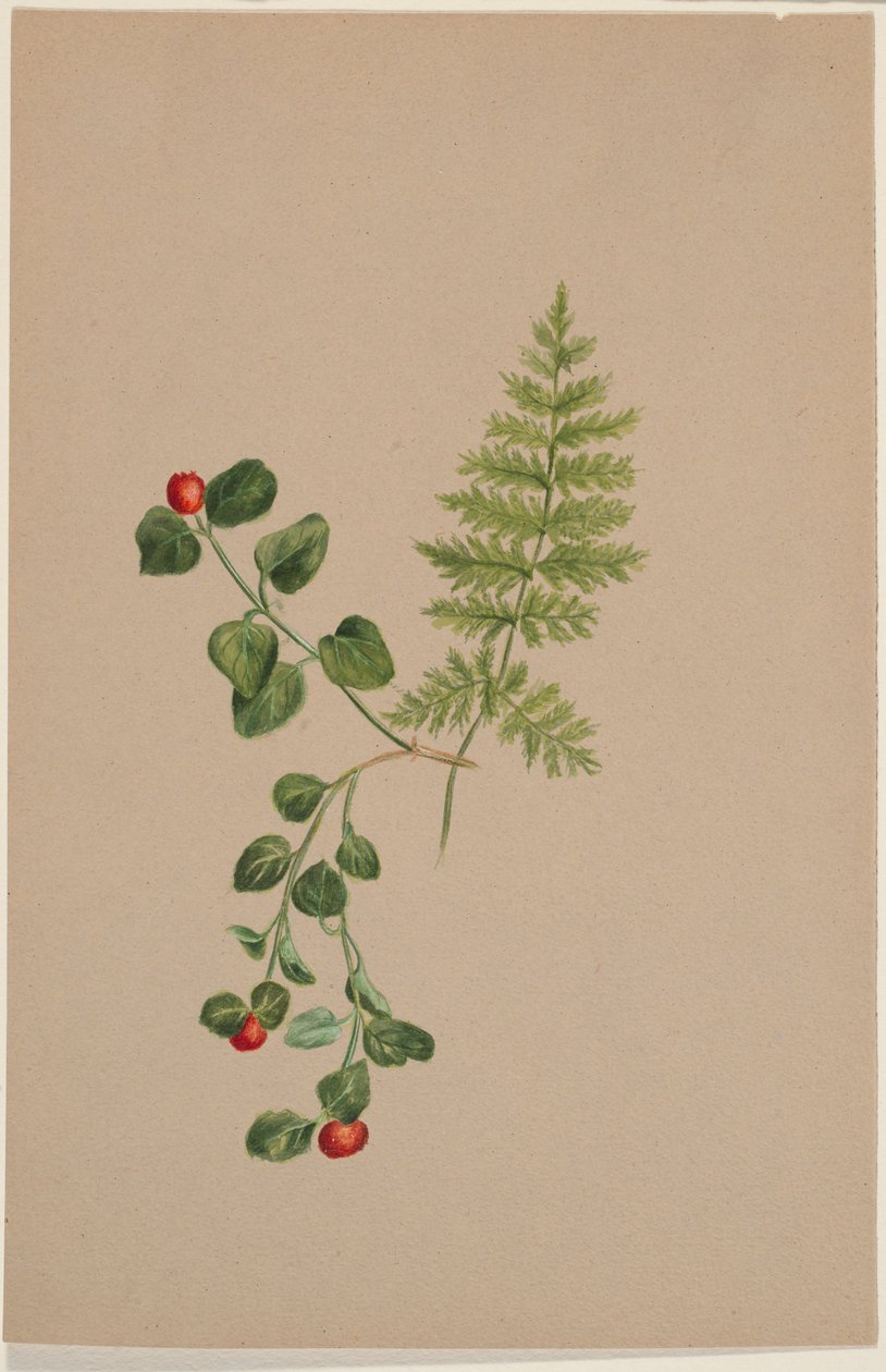 Bacche di pernice (Mitchella repens) da Mary Vaux Walcott