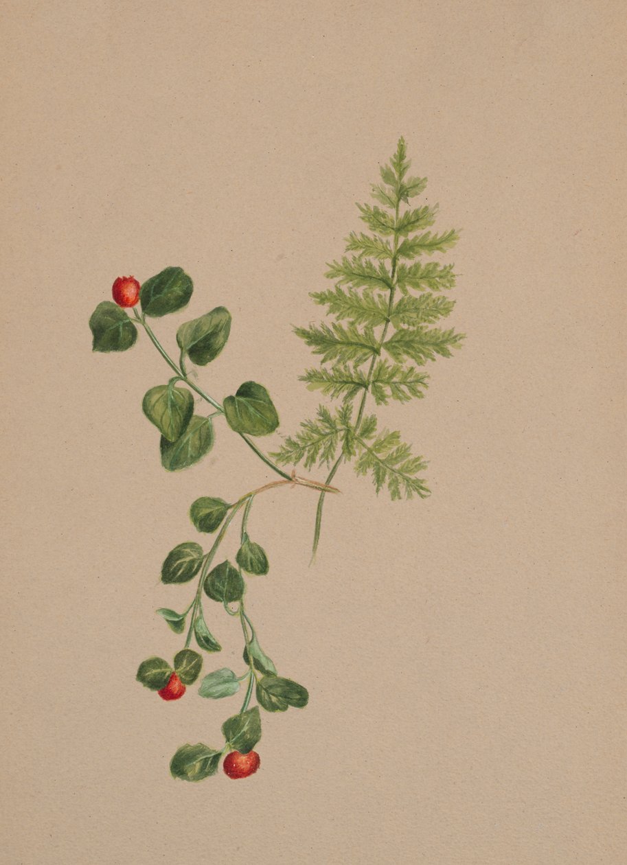 Partridgeberry Mitchella repens, ca. 1883 da Mary Vaux Walcott