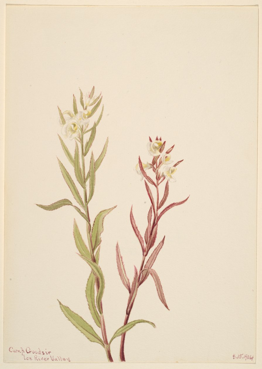 Pedicularis raremosa, 1904 da Mary Vaux Walcott