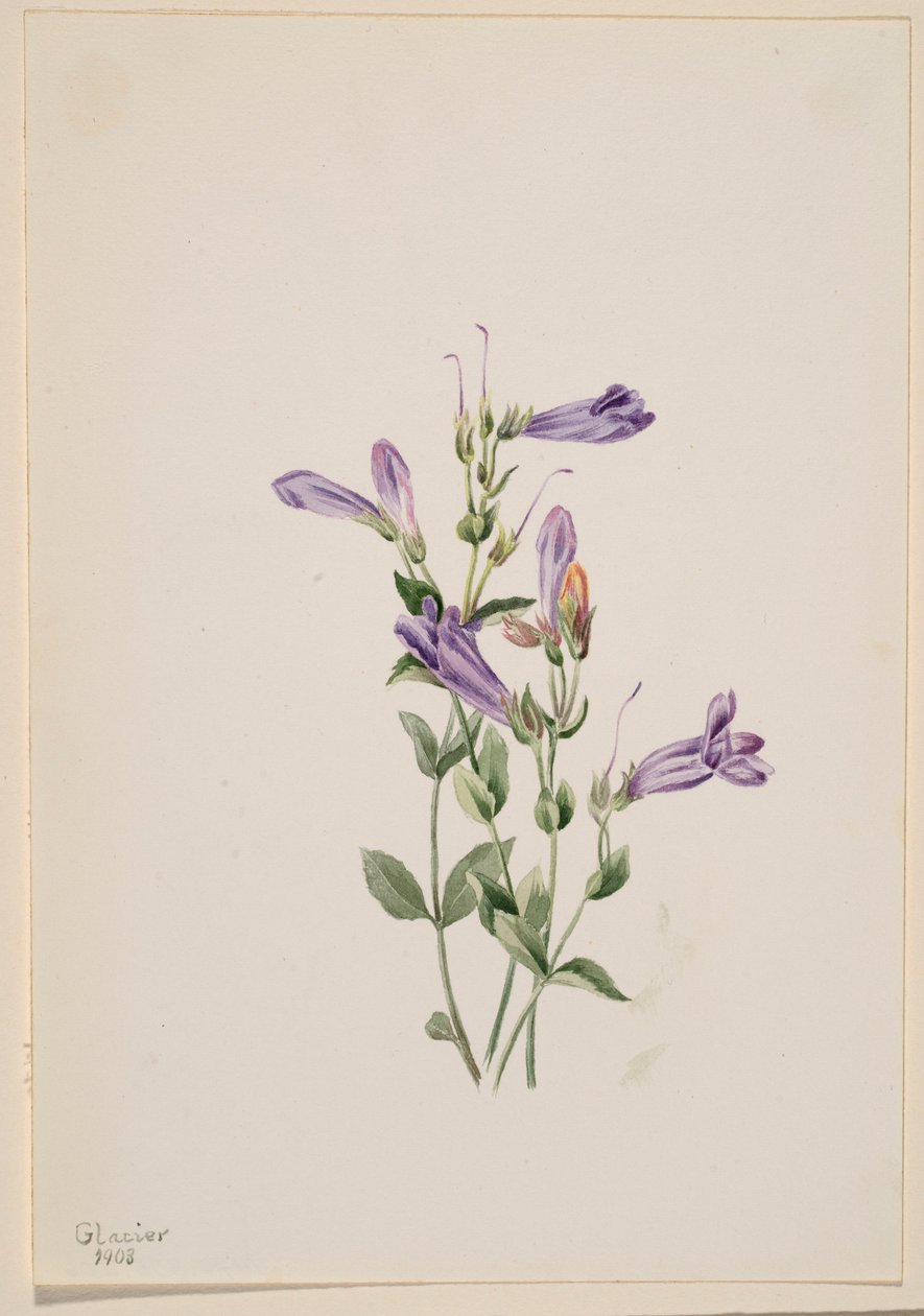 Penstemon (Penstimon fruiticosus) da Mary Vaux Walcott