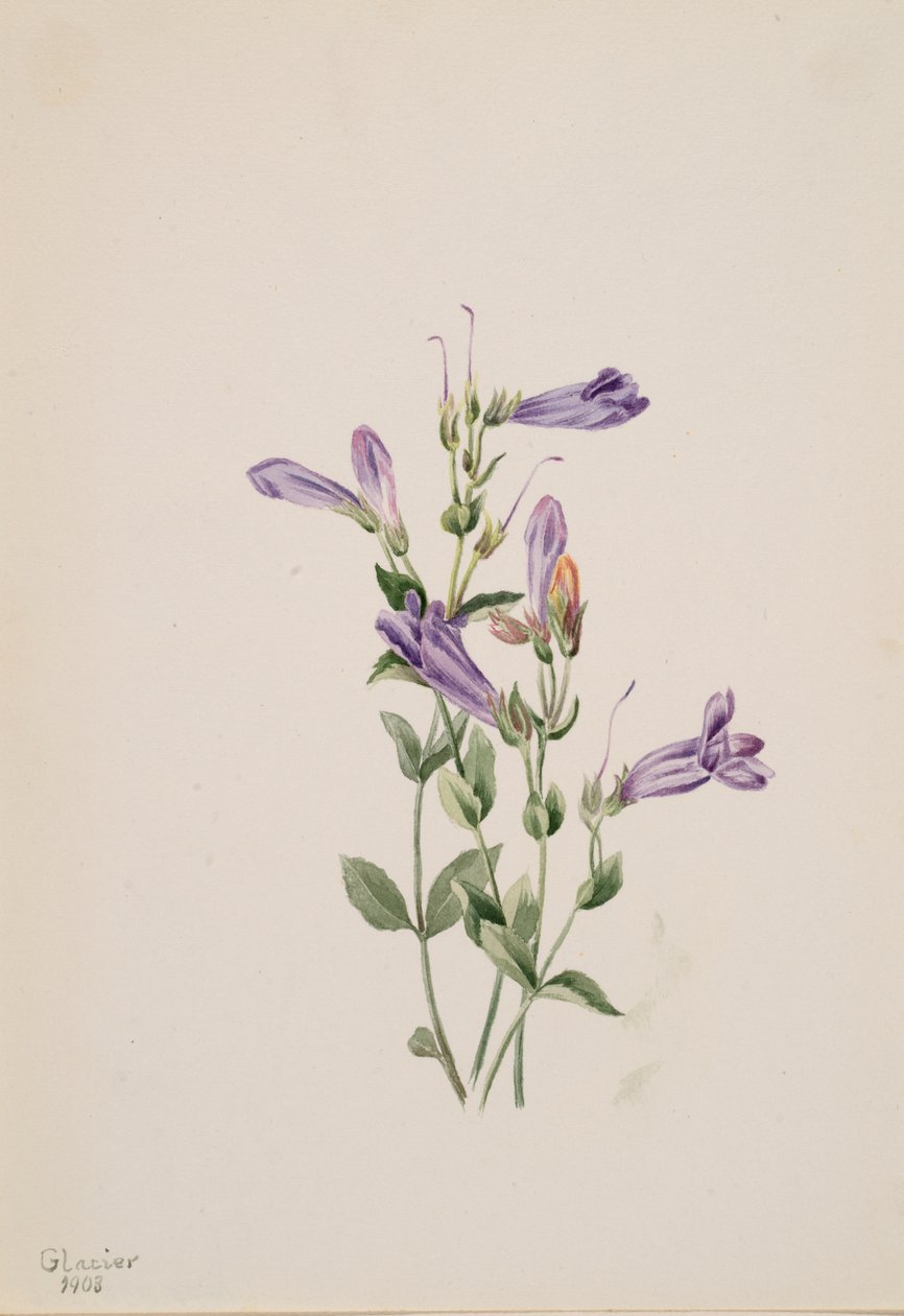 Penstemon Penstimon fruiticosus da Mary Vaux Walcott